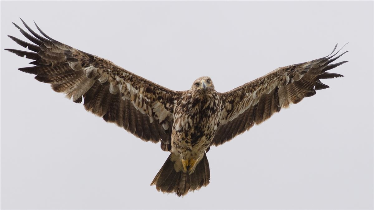 Eastern Imperial Eagle