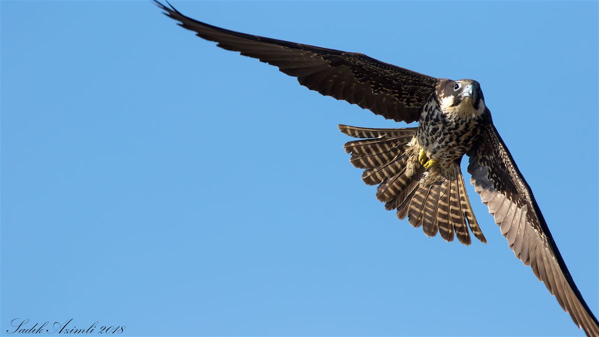 Eleonora`s Falcon