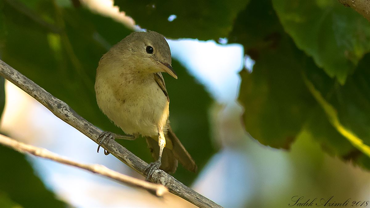 Icterine Warbler