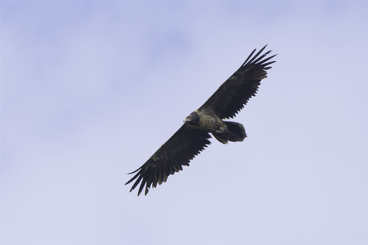 Bearded Vulture