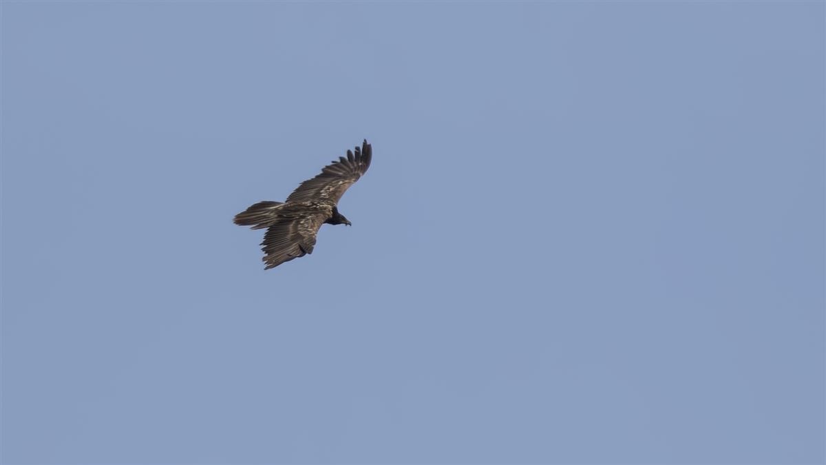 Bearded Vulture