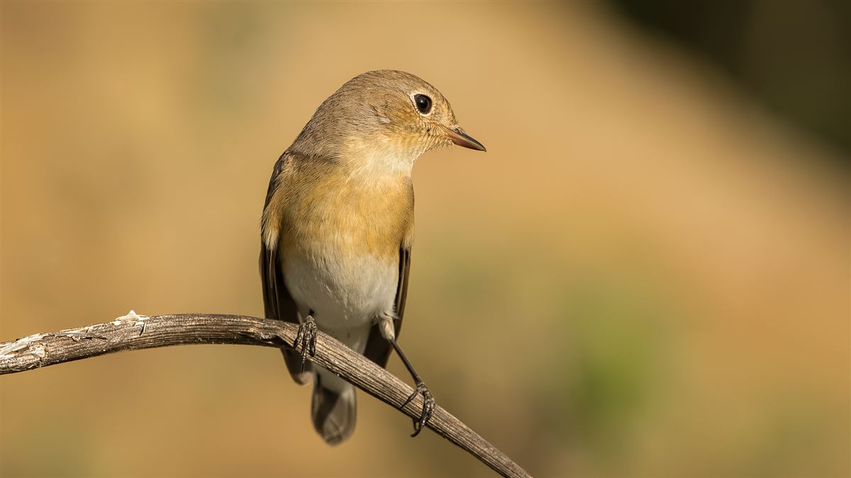 Red-breasted Flycatcher