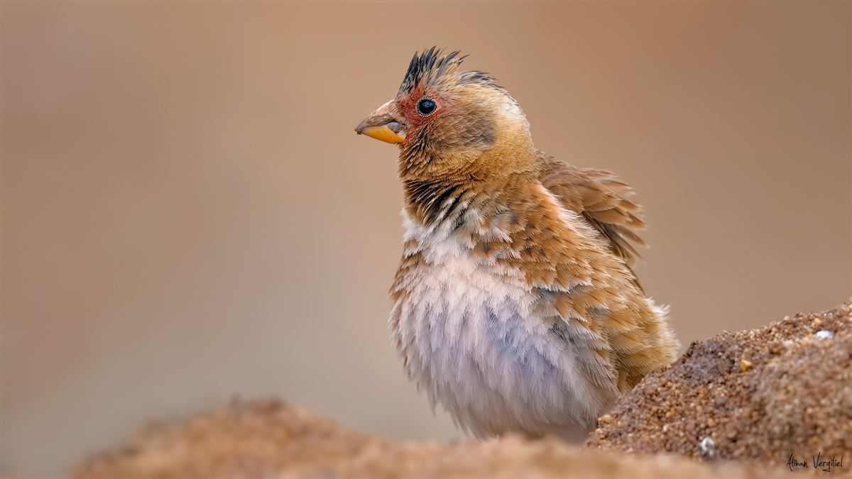 Eurasian Crimson-winged Finch