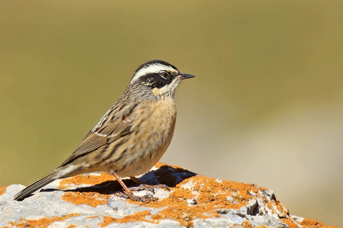 Radde`s Accentor