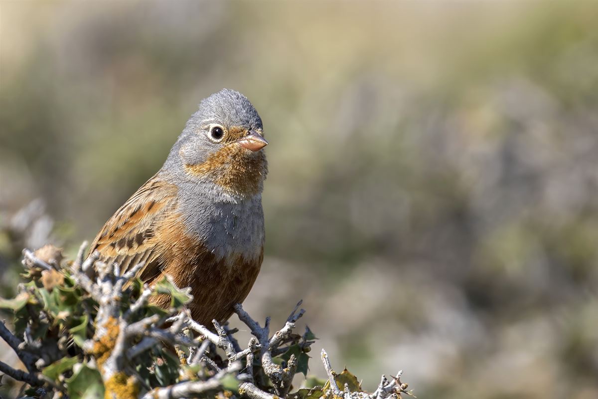 Cretzschmar`s Bunting