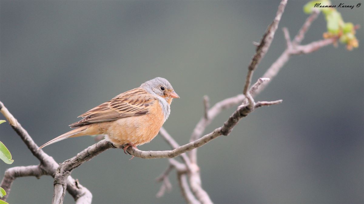 Cretzschmar`s Bunting
