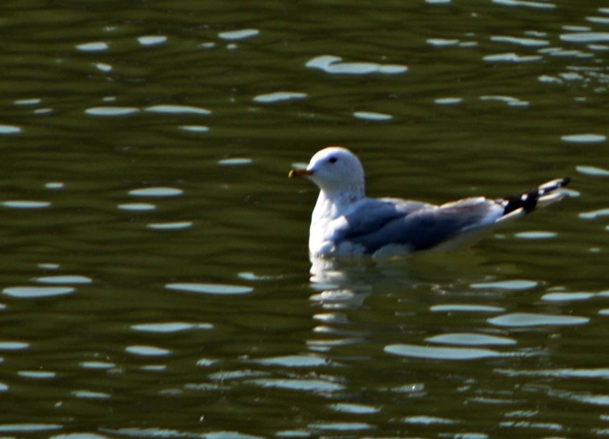 Common Gull
