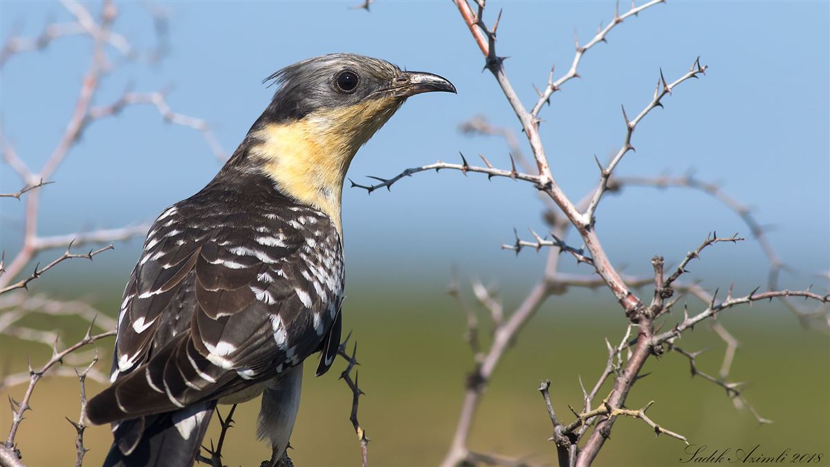 Great Spotted Cuckoo
