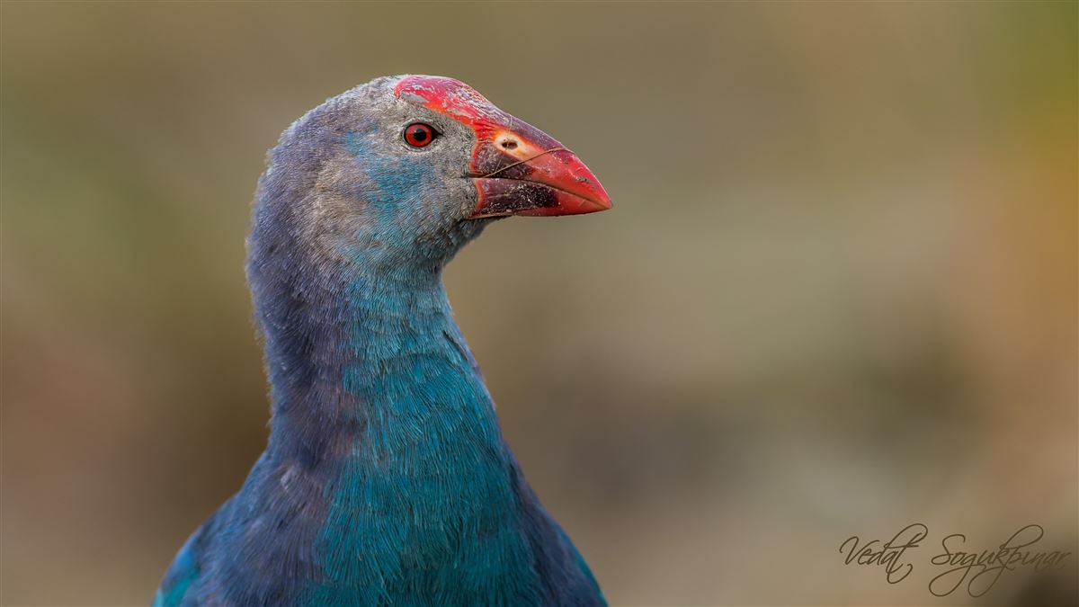 Grey-headed Swamphen