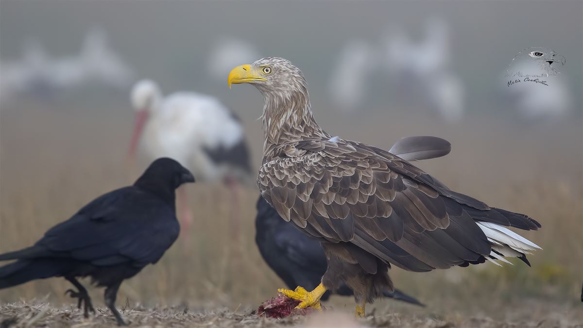 Akkuyruklu Kartal