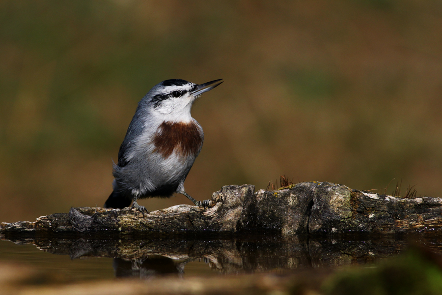 Krüper`s Nuthatch