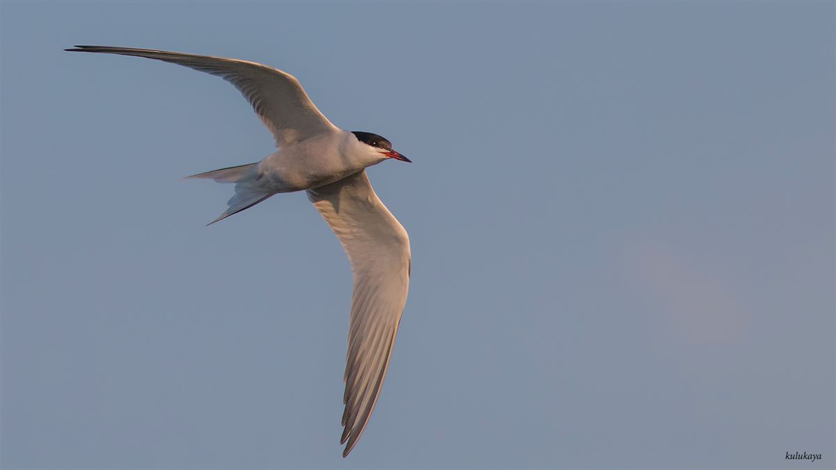 Common Tern