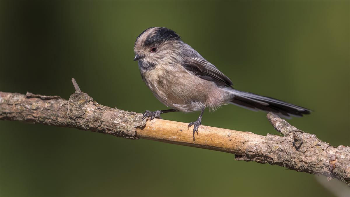 Long-tailed Tit