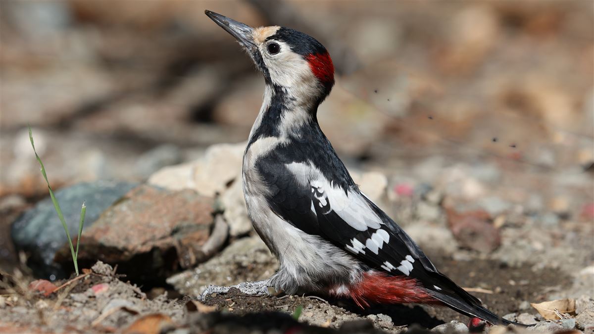 Syrian Woodpecker