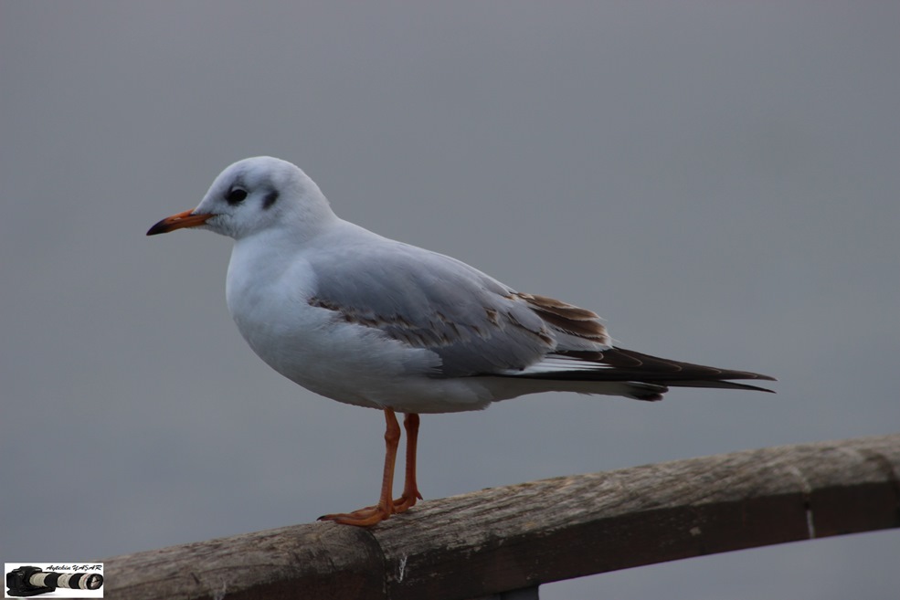 Black-headed Gull