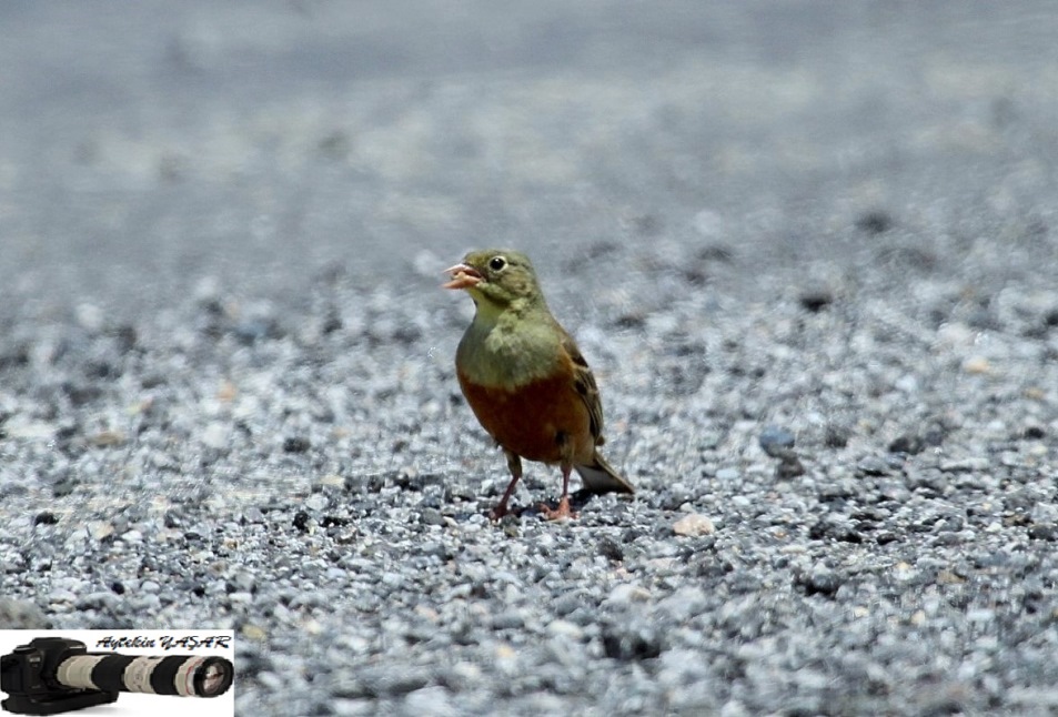 Ortolan Bunting