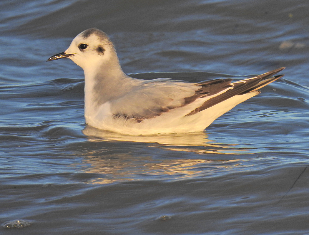 Little Gull