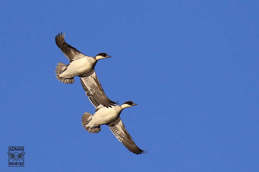 Smew