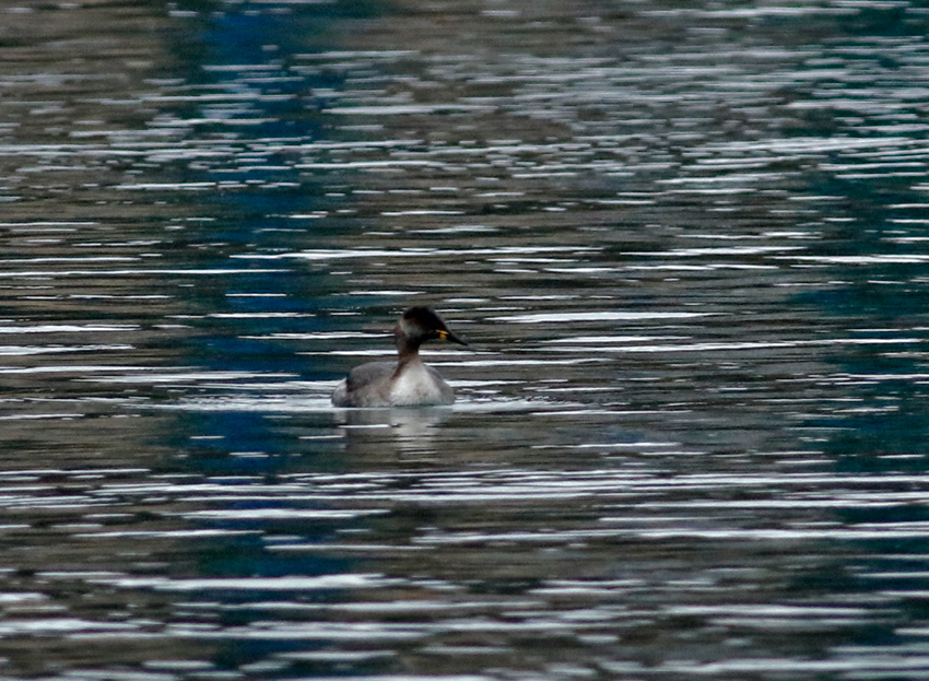 Red-necked Grebe