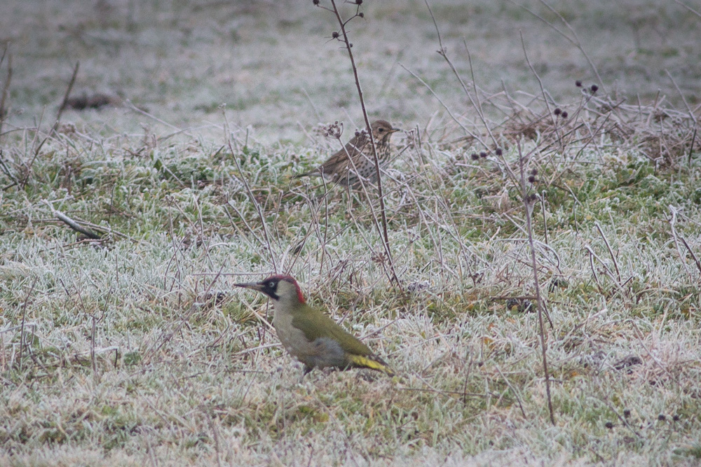European Green Woodpecker