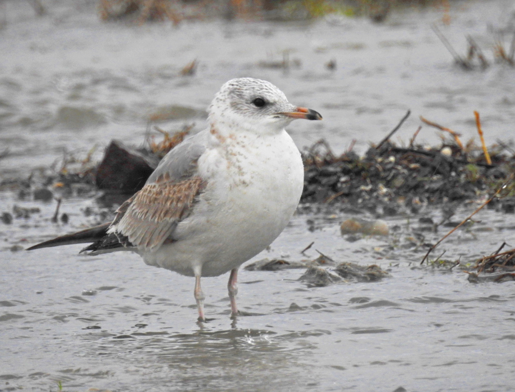 Common Gull