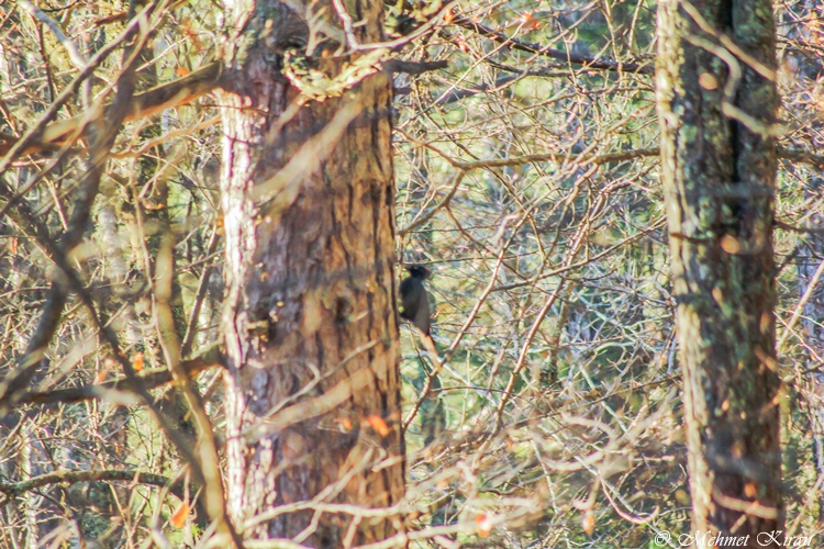 Black Woodpecker