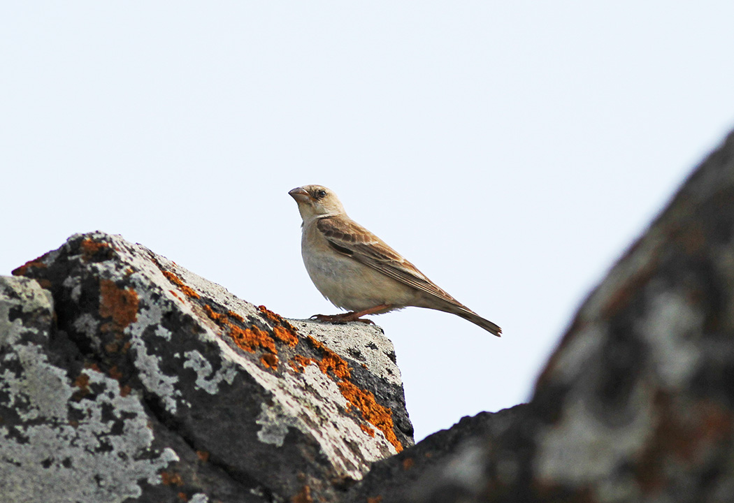 Pale Rockfinch