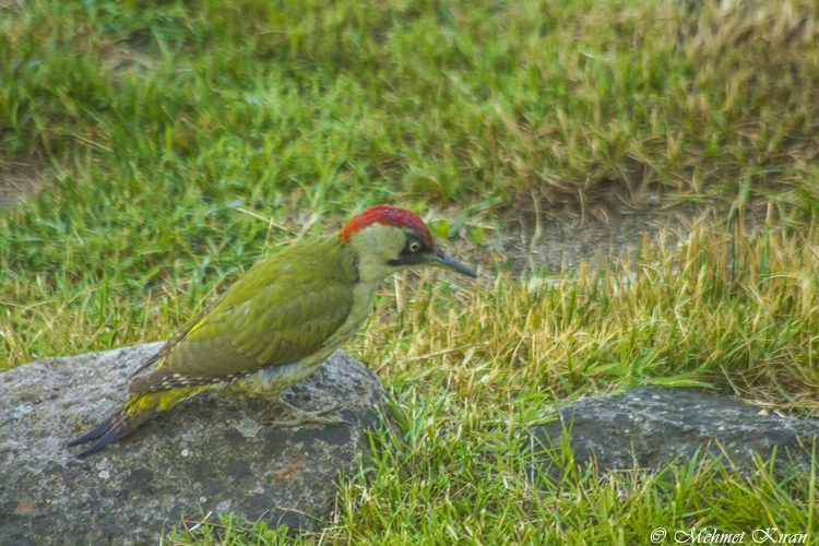 European Green Woodpecker