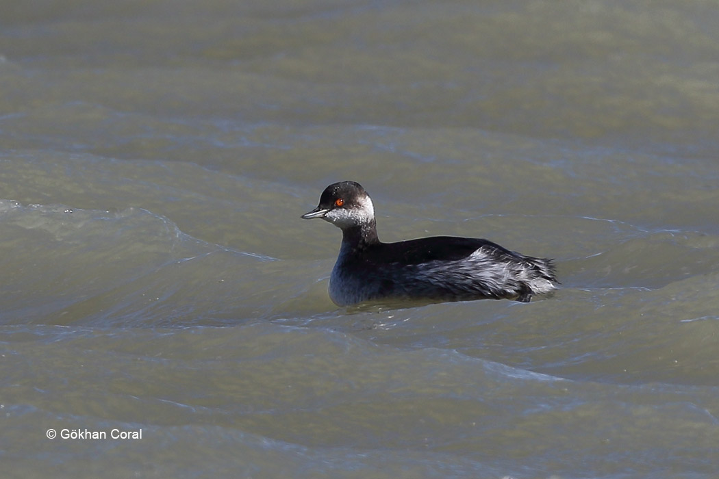 Black-necked Grebe