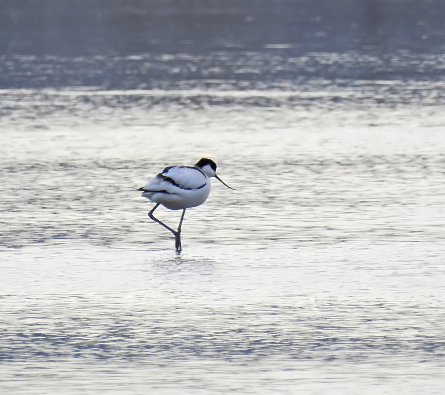 Pied Avocet