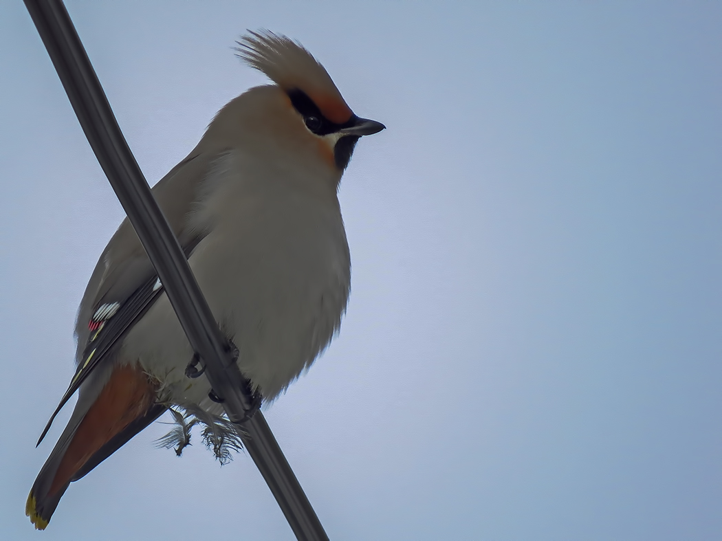 Bohemian Waxwing