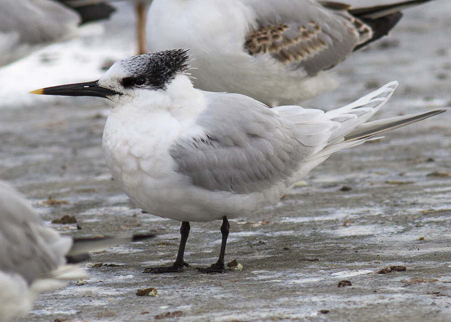 Sandwich Tern