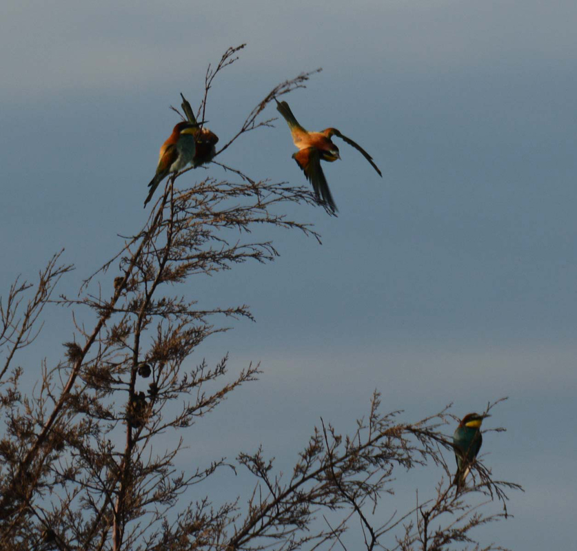 European Bee-eater
