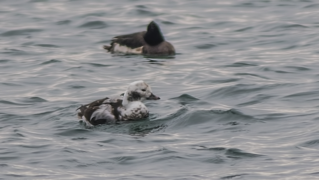 Long-tailed Duck