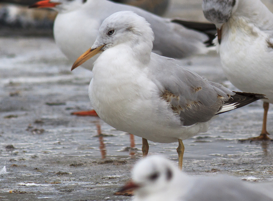 Slender-billed Gull
