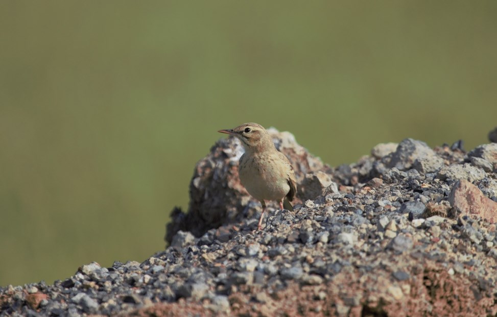 Tawny Pipit