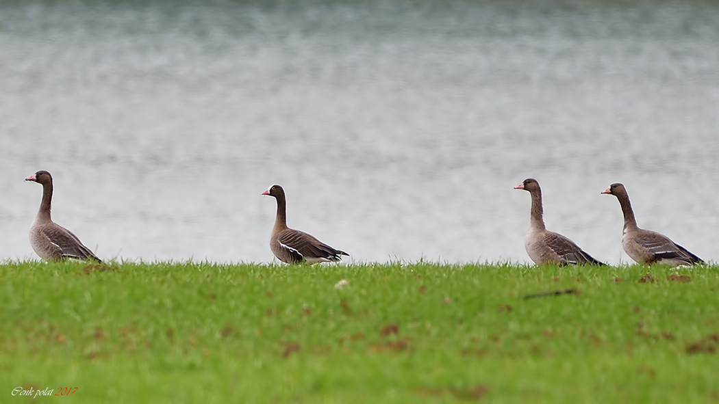 Lesser White-fronted Goose