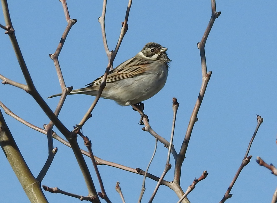 Common Reed Bunting