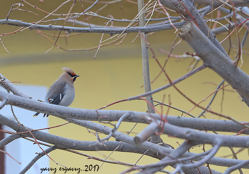 Bohemian Waxwing