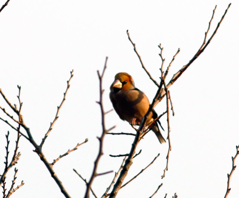 Hawfinch
