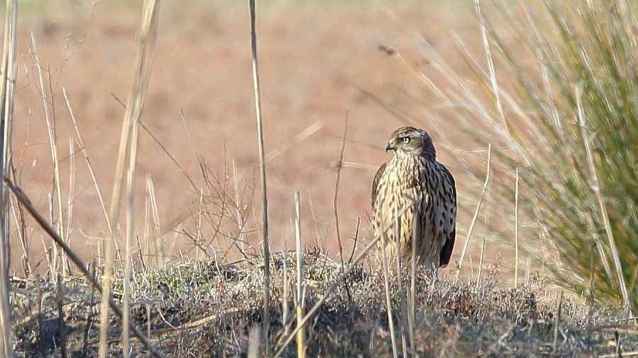 Eurasian Goshawk