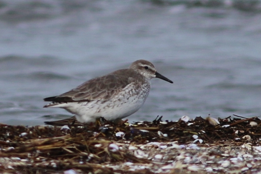 Red Knot