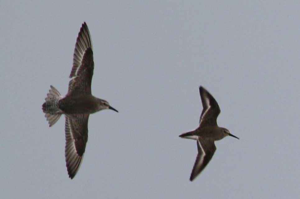 Red Knot