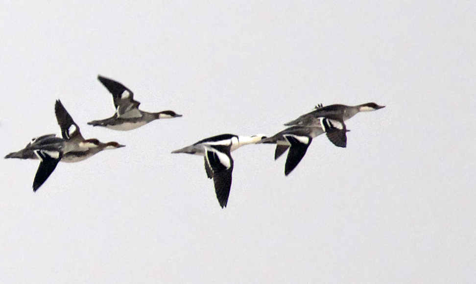 Smew