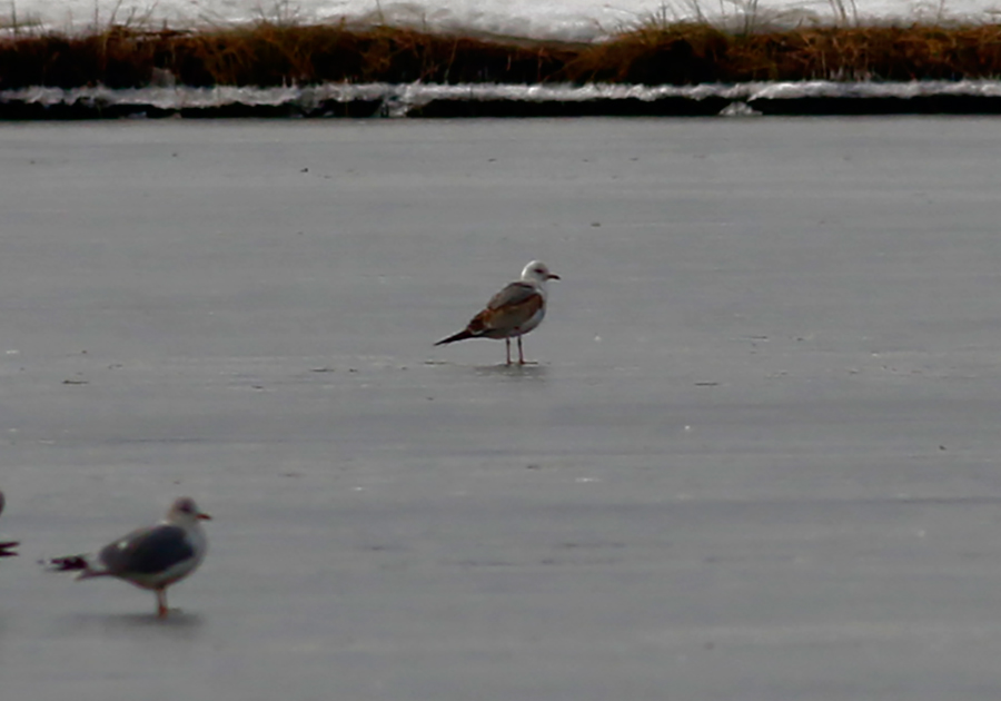 Common Gull