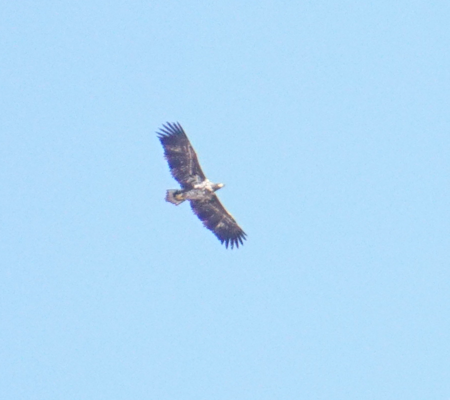 Akkuyruklu Kartal