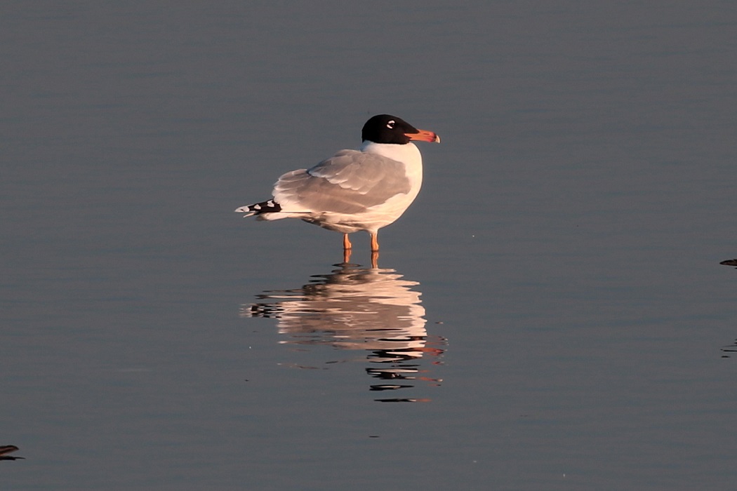 Pallas`s Gull