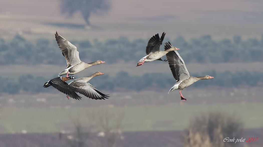 Red-breasted Goose