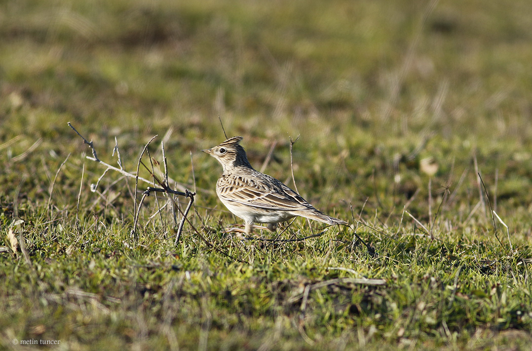 Eurasian Skylark