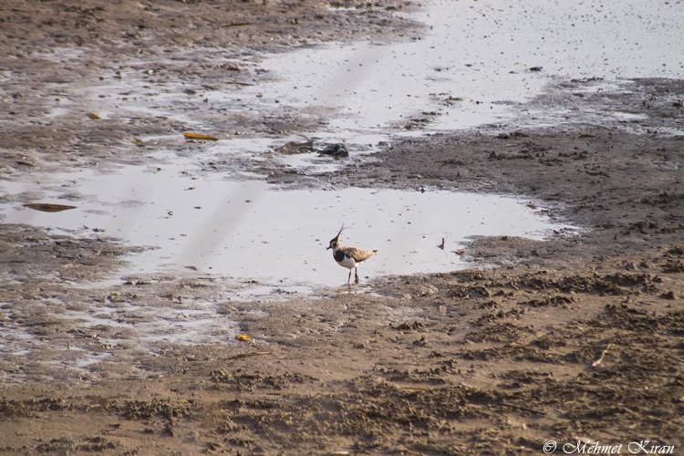 Northern Lapwing